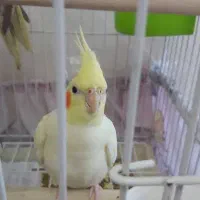 عروس هلندی لوتینو