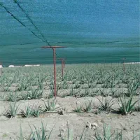 شید گلخانه تور سفید و سبز با گارانتی کارخونه|خدمات باغبانی و درختکاری|تهران, شوش|دیوار