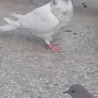 یک جوجه و جوونه|حیوانات|بیرجند, |دیوار