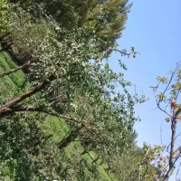 هرس کار|خدمات باغبانی و درختکاری|تکاب, |دیوار