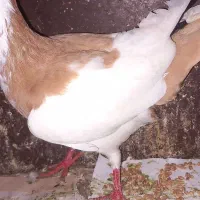 یهودی ماده ریش. شتری|پرنده|گرگان, |دیوار