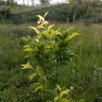 زمین باغچه ای در طالقان معاوضه با خودرو هم دارم