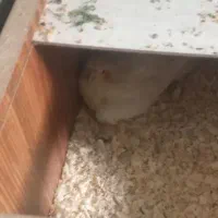 عروس هلندی|پرنده|بندر ماهشهر, |دیوار