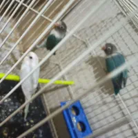 عروس هلندی کوتوله مرغ عشق|پرنده|مشهد, قائم|دیوار