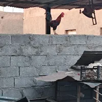 میسر تصفیه دغاغله