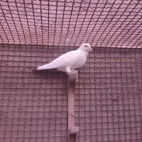 نر دم قهوه ای دم قفل|پرنده|راور, |دیوار