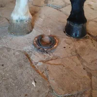 سلام نعلبندی وقیار اسب|اسب و تجهیزات اسب‌سواری|مشهد, عسگریه|دیوار