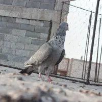 کبوتر .نقره ای کاکول