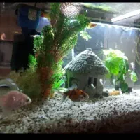 آکواریوم|لوازم جانبی حیوانات|اصفهان, ارغوانیه|دیوار