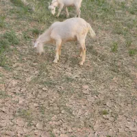 کهره نر چاق