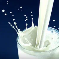 پخش شیر خام گاوی مستقیم از دامدار