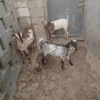 کهره ماده|حیوانات مزرعه|قشم, |دیوار