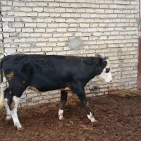 یک راس گوساله نر سمینتال جنس|حیوانات مزرعه|تاکستان, |دیوار