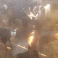 کهره سبک|حیوانات مزرعه|کازرون, |دیوار