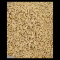 خرید دانه نارنج