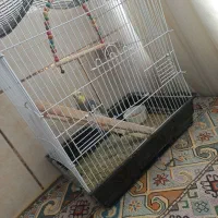 پرنده|پرنده|اصفهان, شهرستان|دیوار