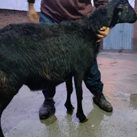 قوچ قره موسیم توخلو گوسفند آبستن بره افشار نر ماده