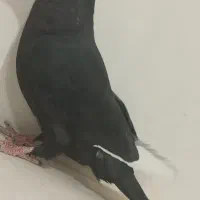 ماده مینا سیاه عروسک|پرنده|هامون, |دیوار