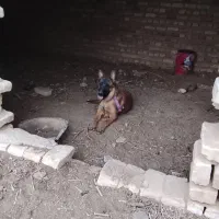 توله مالنیوز ماده 8ماه|سگ|خلیل آباد, |دیوار