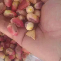 پسته|خوردنی و آشامیدنی|مشهد, سیس‌آباد|دیوار