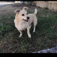 سگ اشپیتز ماده شیتزو واگذاری رایگان|سگ|کرج, کوی زنبق|دیوار