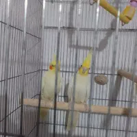 عروس هلندی جنس خوب تاج بزرگ|پرنده|فردوس (خراسان), |دیوار