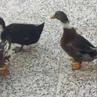 اردک|حیوانات مزرعه|مسجد سلیمان, |دیوار