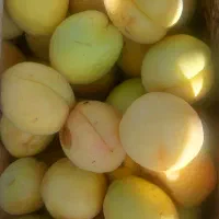 زردآلو