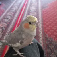 طوطی عروس هلندی نر|پرنده|پارسآباد, |دیوار