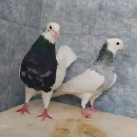 چند تا طوقی خوب