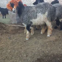 بره ماده و میش و بره قوچ|حیوانات مزرعه|فیروزآباد (فارس), |دیوار