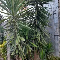 درخت یوکا|گل و گیاه طبیعی|سنگر, |دیوار