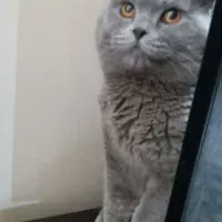 گربه اصیل اسکاتیش نر