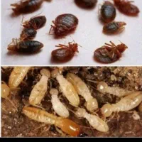 سمپاشی سم پاشی .ساس. سوسک وحشرات موزی