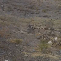 باغ دوهزار متری در زرنق|فروش دفتر صنعتی، کشاورزی، تجاری|میانه, |دیوار