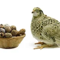 گوشت بلدرچین