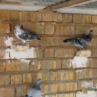 کبوتر|پرنده|شیراز, شاپورجان|دیوار