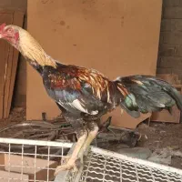 فروش یا معاوضه خروس لاری