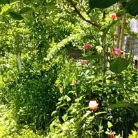 اجاره روزانه /هفتگی/باغ ویلا ۵۰۰ متری در شاندیز|اجارهٔ کوتاه‌مدت ویلا و باغ|مشهد, وکیل‌آباد|دیوار