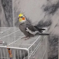 یک جفت عروس هلندی بسیار زیبا