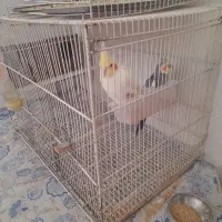 عروس هلندی و کوتوله|پرنده|نیشابور, رحمت آباد|دیوار