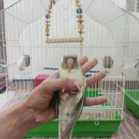 طوطی گرینچیک سخنگو|پرنده|کرمان, |دیوار