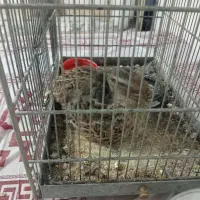 بلدرچین