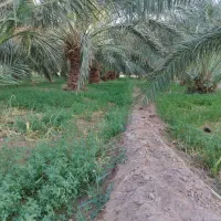 نیازمند کارگر برای باغ