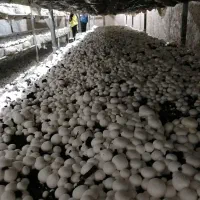 آموزش صفرتاصد پرورش قارچ|خدمات آموزشی|دزفول, |دیوار