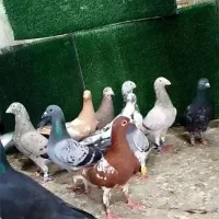 دسته کفتری پلاکی