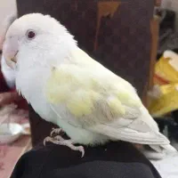 طوطی کوتوله|پرنده|کرباسک, |دیوار