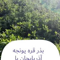 بذر قره یونجه آذربایجان با راندمان بالا