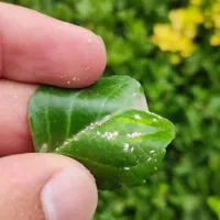 طراحی فضای سبز/ اجرا/نگهداری/کل گیلان|خدمات باغبانی و درختکاری|رشت, استادسرا|دیوار