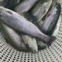 ماهی قزل‌آلا درجه یک با آب چاه